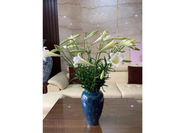 https://phukienotontr.com/wp-content/uploads/2023/05/le1bb8d20hoa20bc3a1t20trc3a0ng20men20he1bb8fa20bie1babfn20xanh20c491en20kc3adnh20dc3a1ng20vc3b220cao20s1.html 3